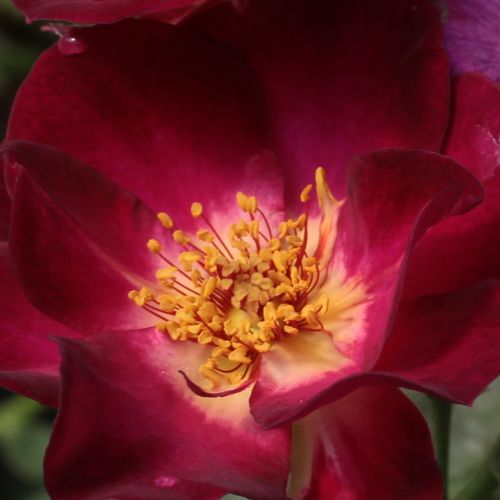 Online rózsa rendelés - Lila - Fehér - virágágyi floribunda rózsa - intenzív illatú rózsa - Rosa Route 66™ - Tom Carruth - Érdekes, feketéslila színű és édes illatú fajta.